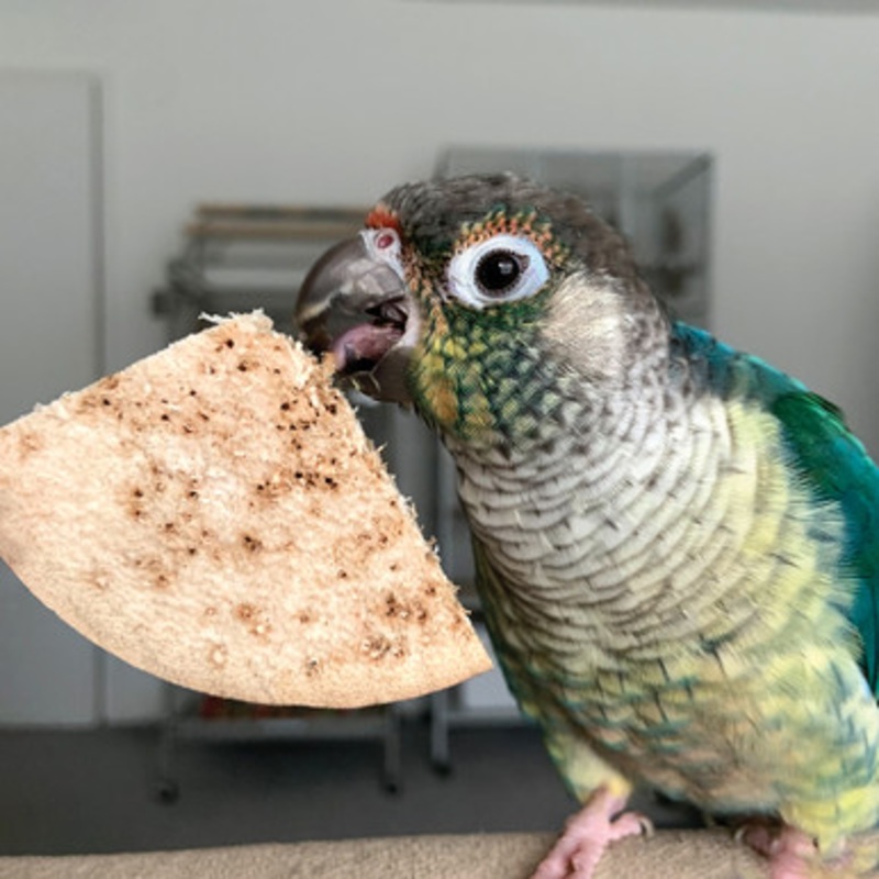 Bird Kabob Chips Chewable Natural Parrot Toy