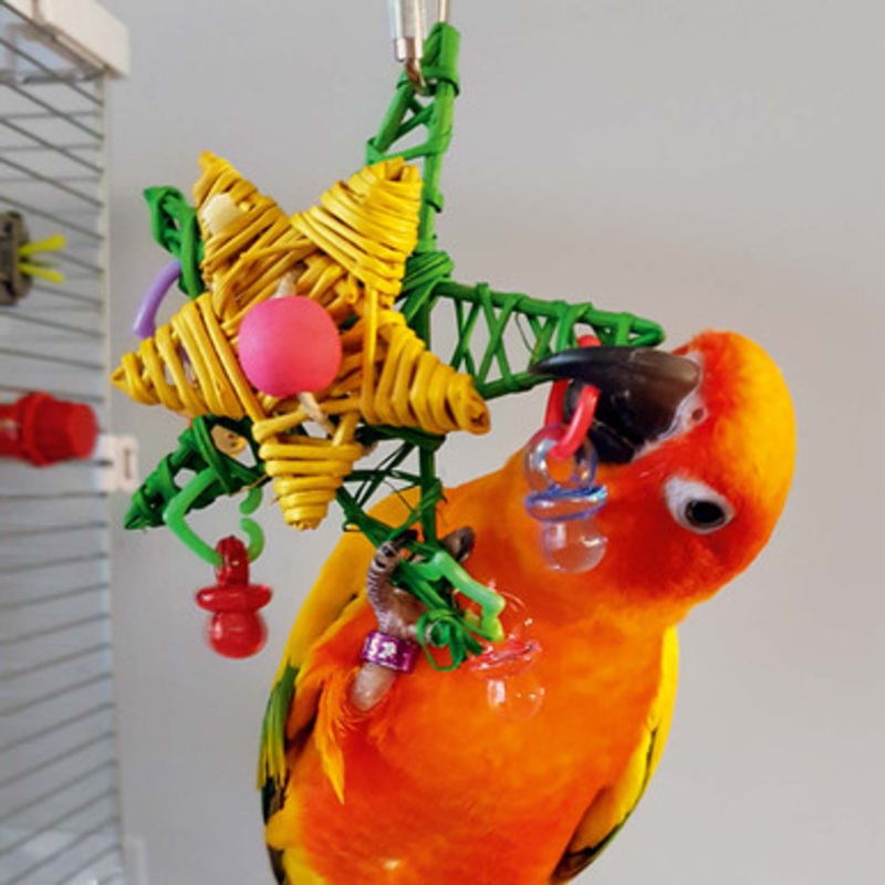 Christmas Star Parrot Toy