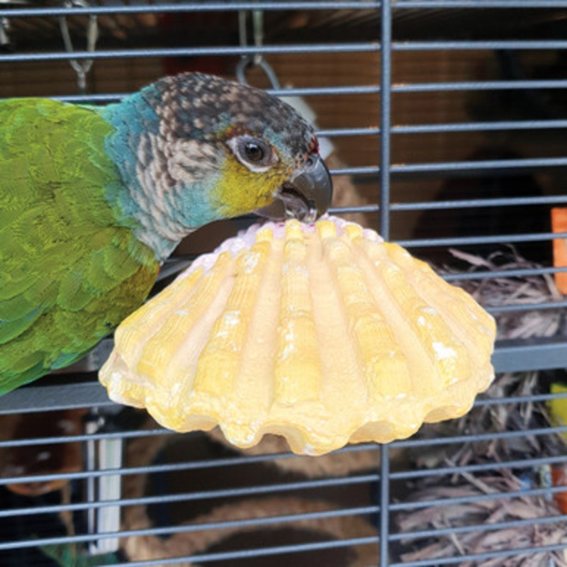 Edible Calcium Clam Parrot Perch – Small