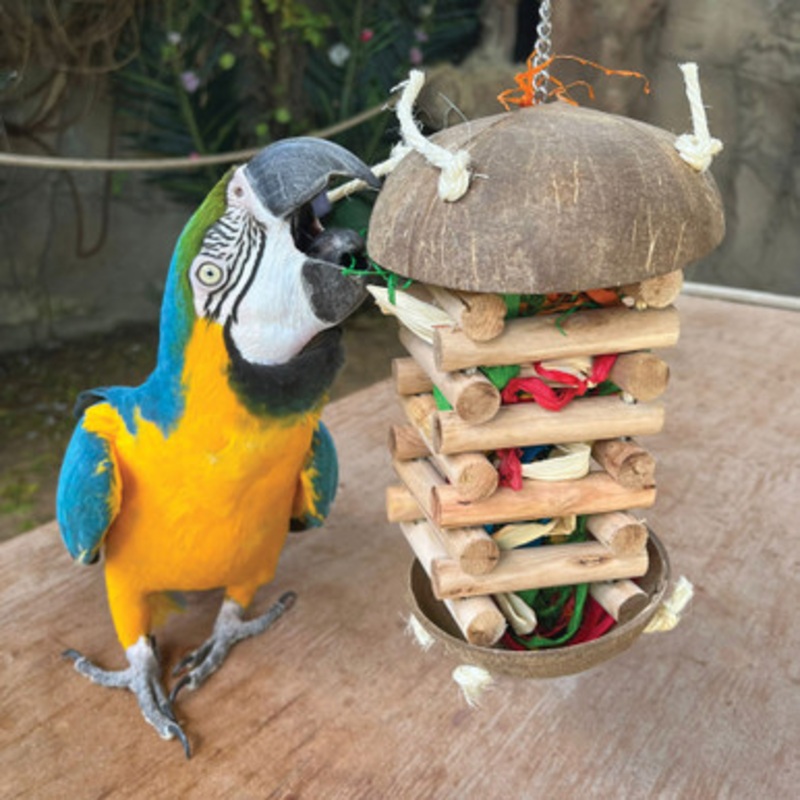 Foraging Hut Parrot Toy – Large