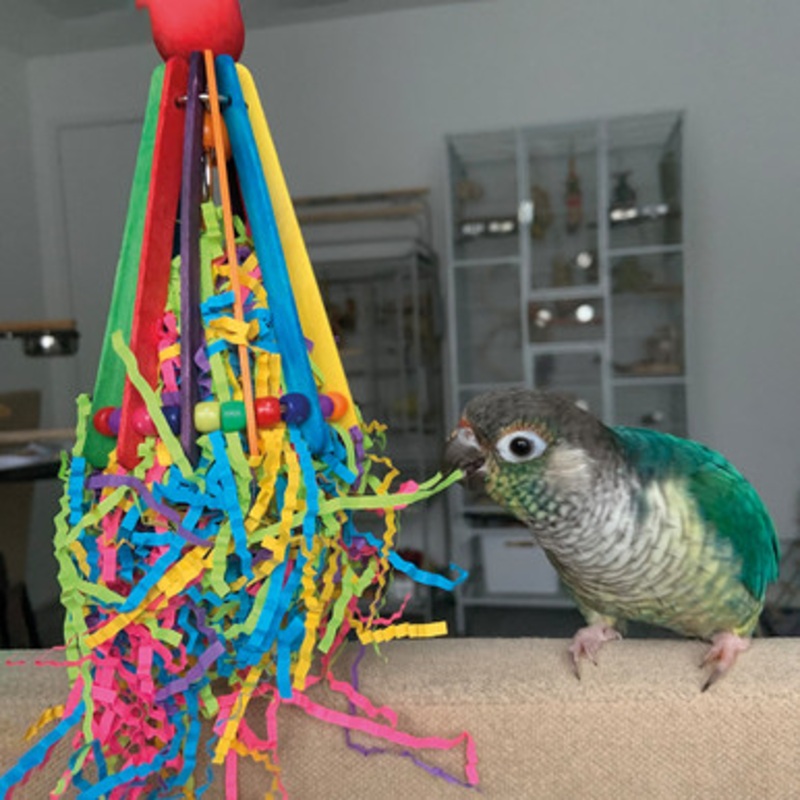 Hatchday Hat Chewable Foraging Parrot Toy