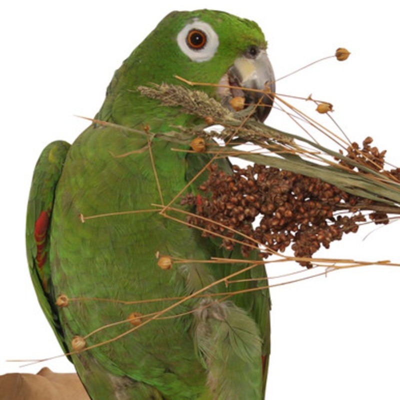 Naturals Pick n Fly – 130g – Treat for Pet Birds