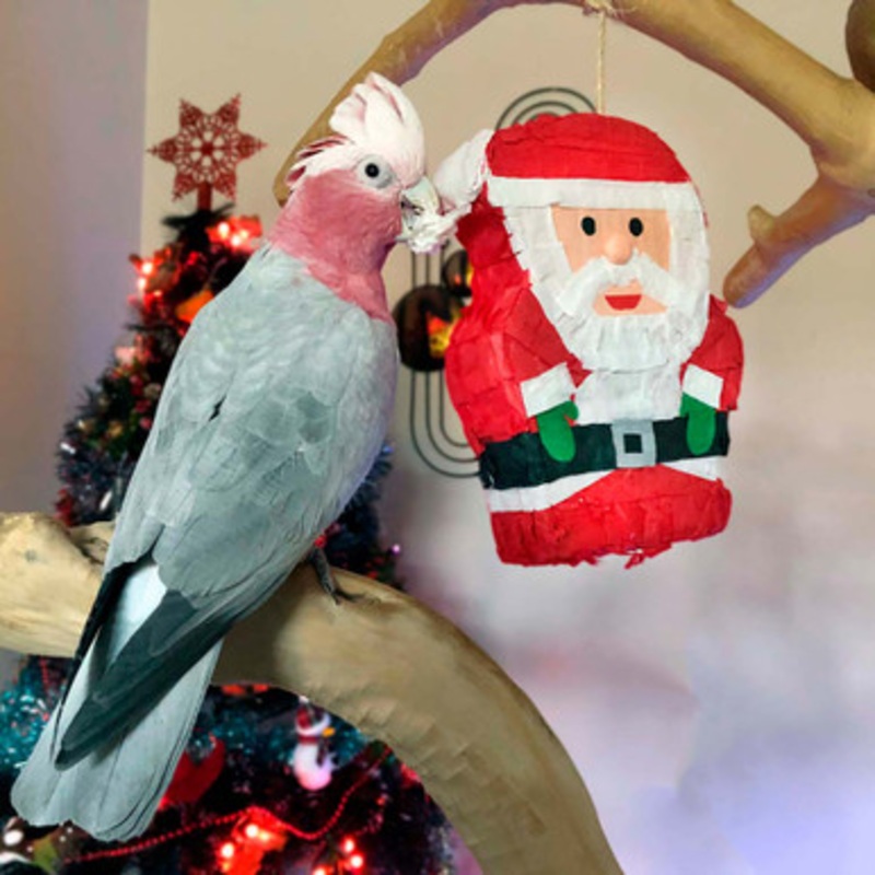 Santa Pinata Fill Your Own Chewable Foraging Parrot Toy