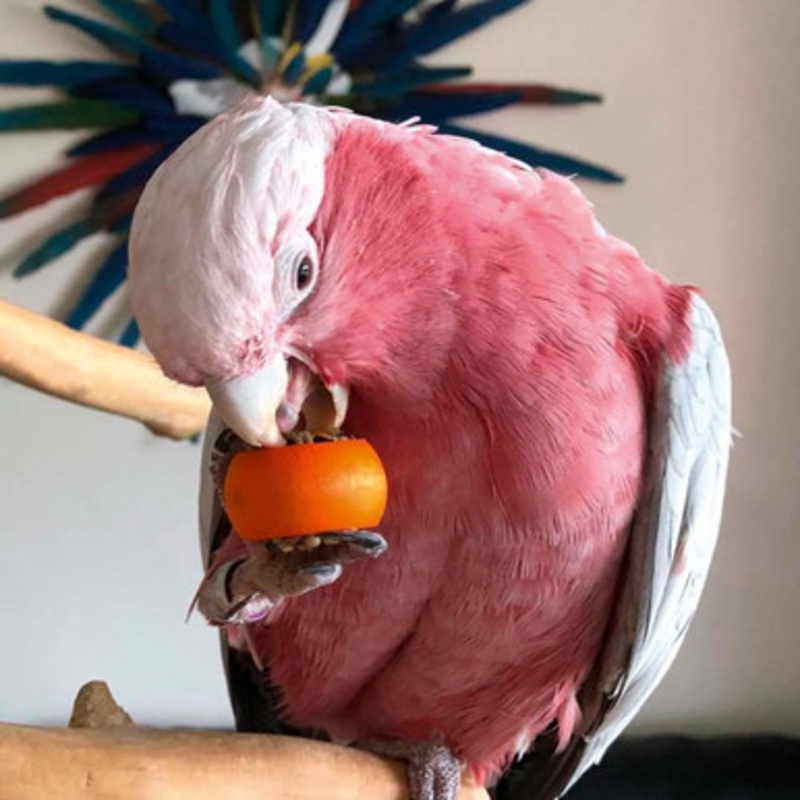 Six Rings-A-Treat – Tasty Parrot Toy and Treat