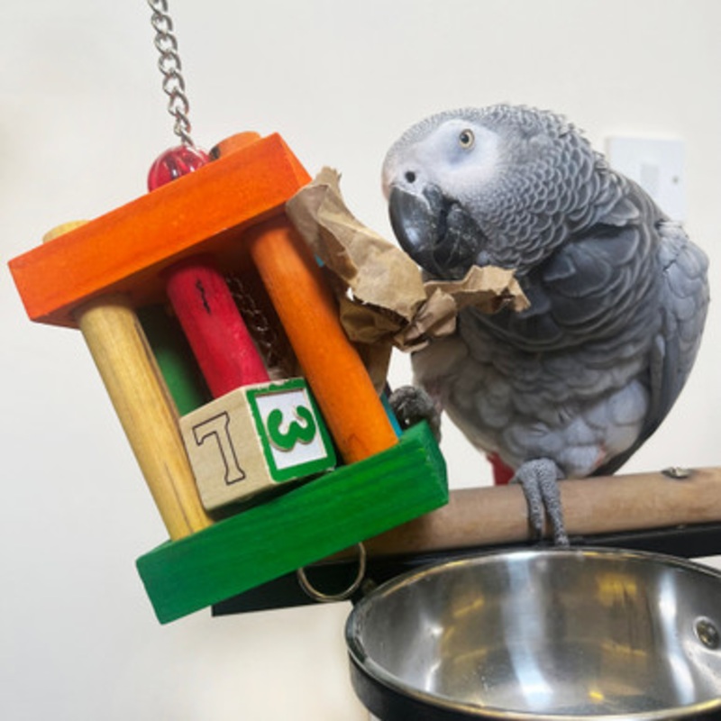Small Jail Break Foraging Parrot Toy