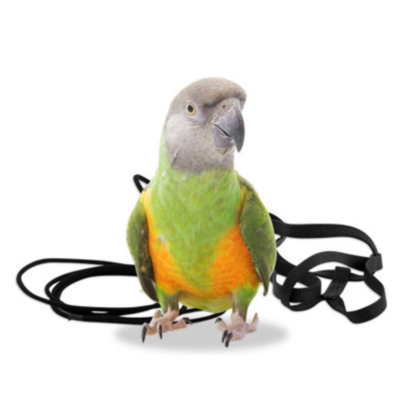 The Aviator Parrot Harness – XSmall