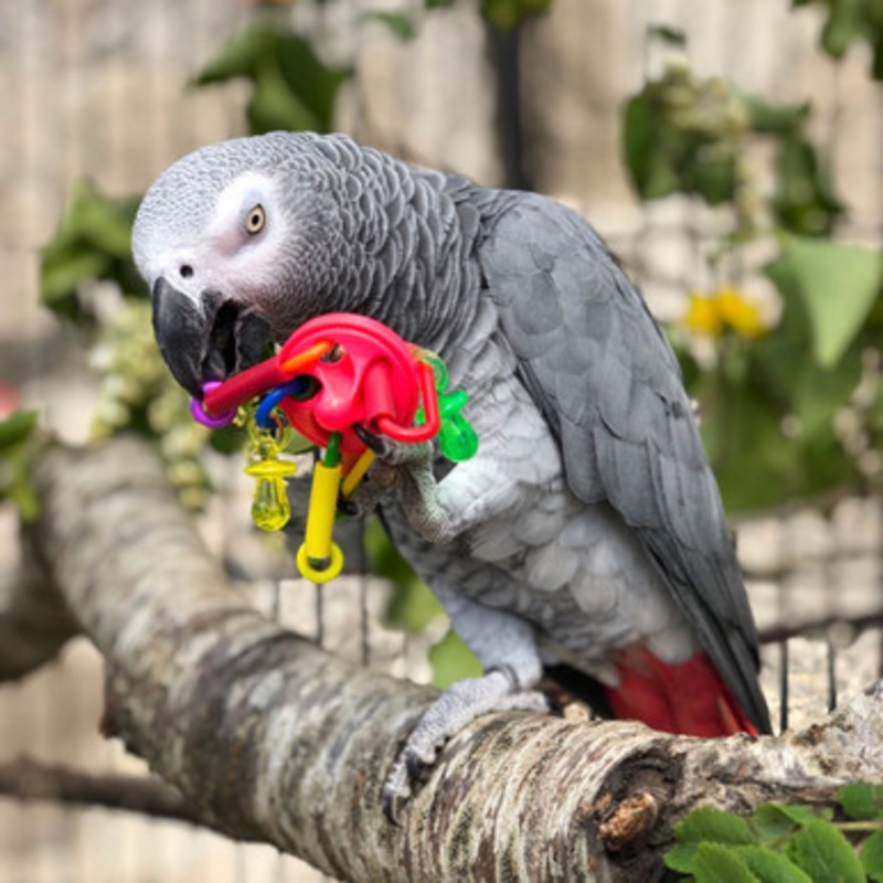 UFO Foot Toy for Parrots