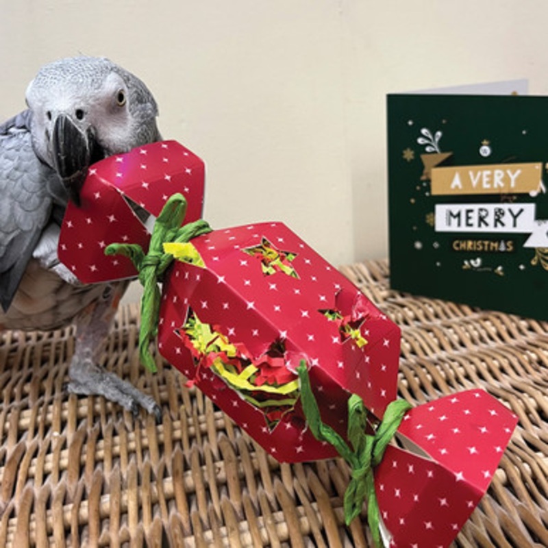 Christmas Cracker Surprise Parrot Toy