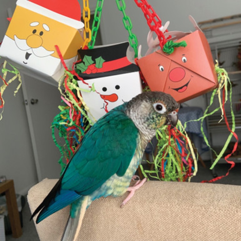 Christmas Foraging Goodie Box Parrot Toy Bundle