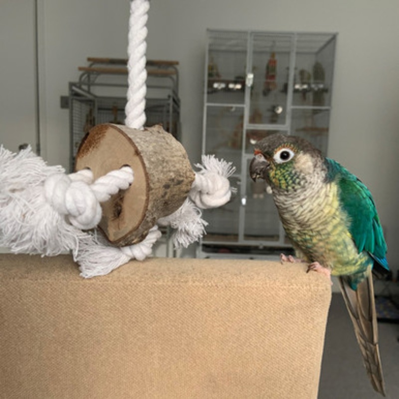 Naturals Wood & Rope Preening Block Parrot Toy