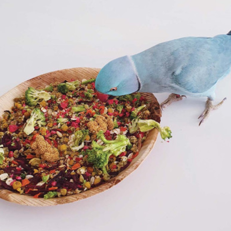 Polly’s Naturals Forage Feast Small Parrots 100g