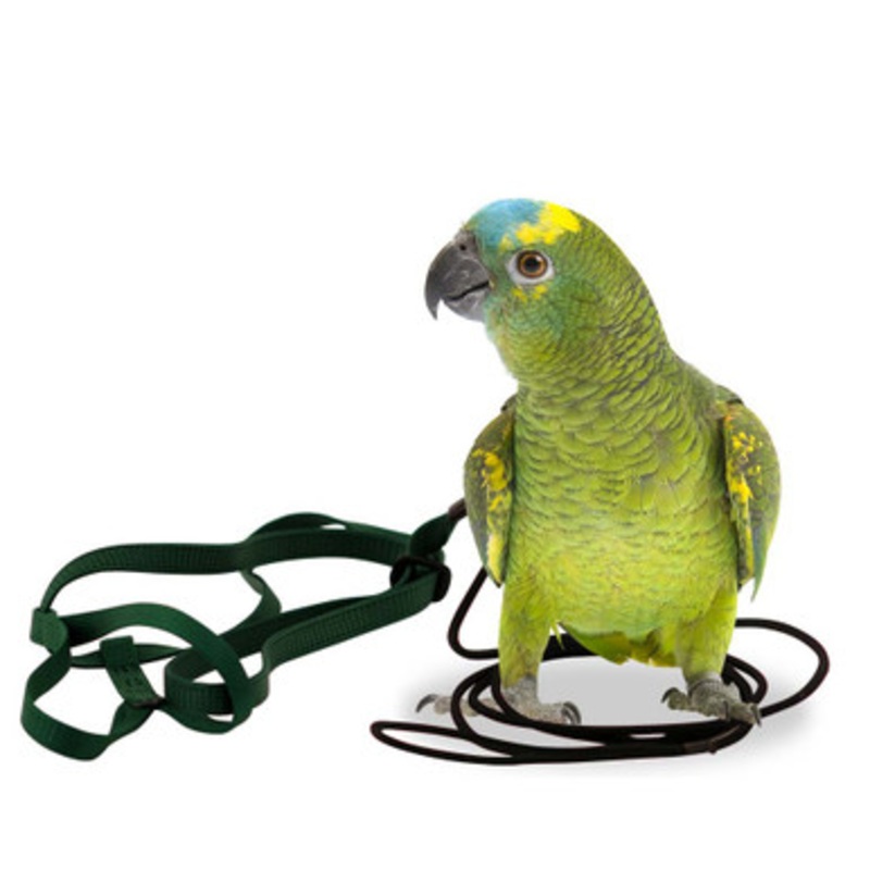 The Aviator Parrot Harness – Small