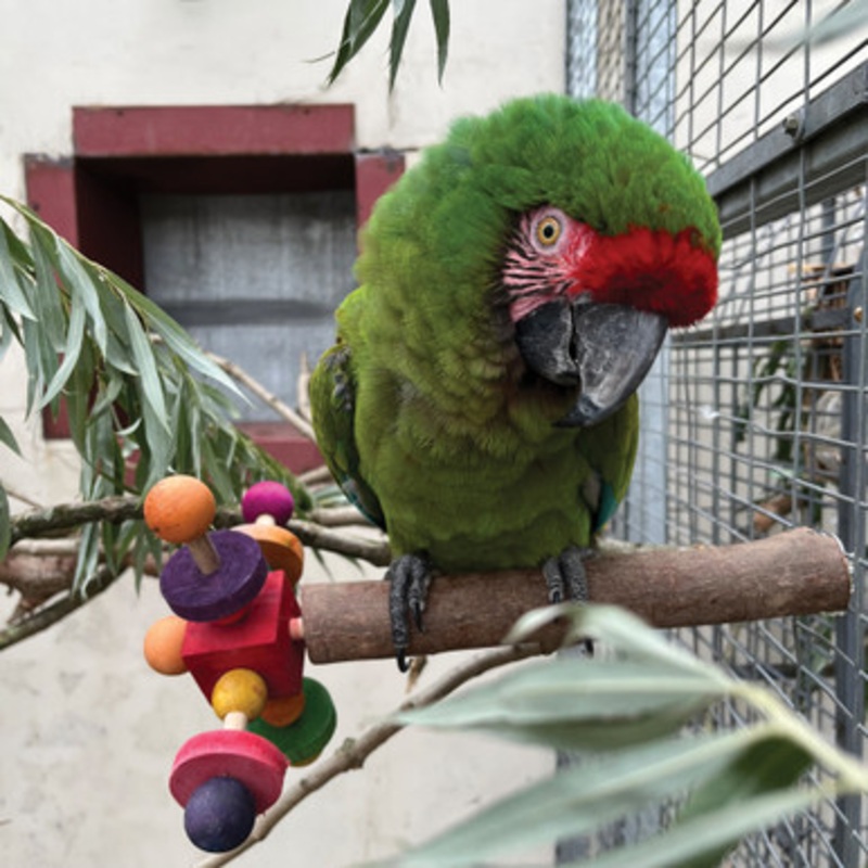 Wooden Twirler Perch Spinning Parrot Toy