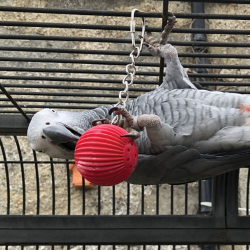 Birdy Babble Ball – Interactive Parrot Toy
