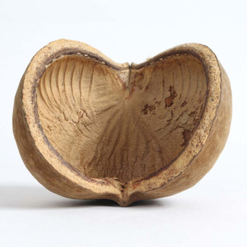 Buddha Nut Shell Chew Natural Parrot Toy