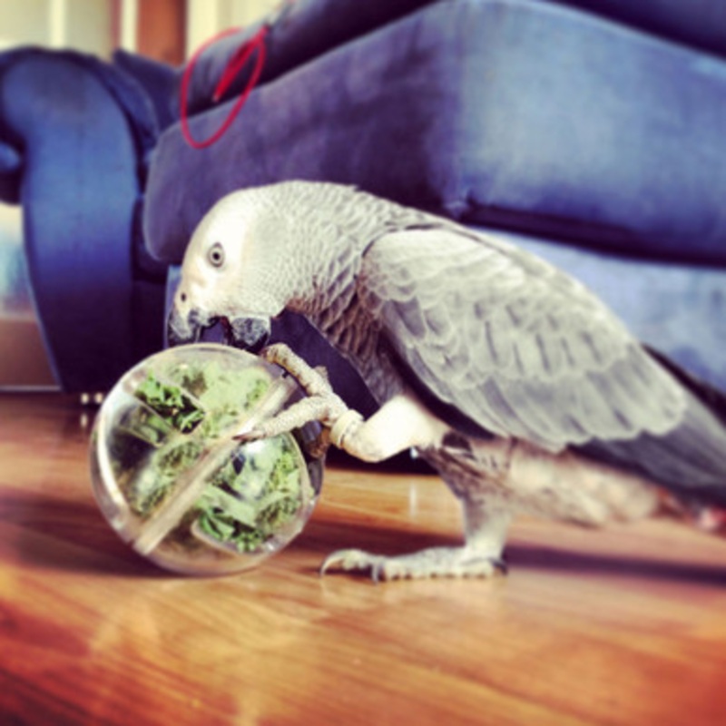 Buffet Party Ball Creative Foraging Toy for Parrots