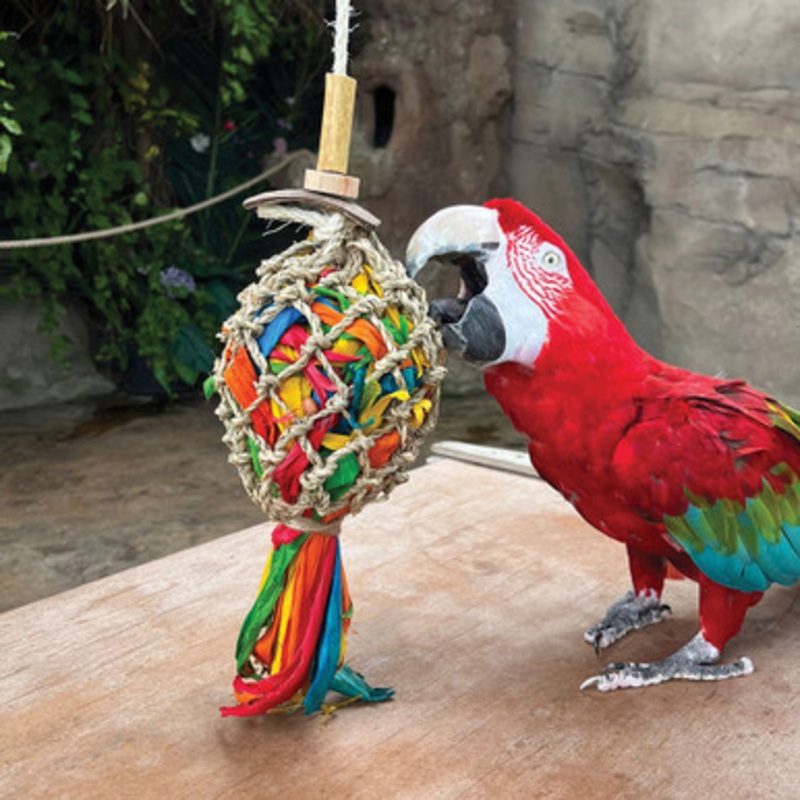 Catch of the Day Parrot Toy – Large