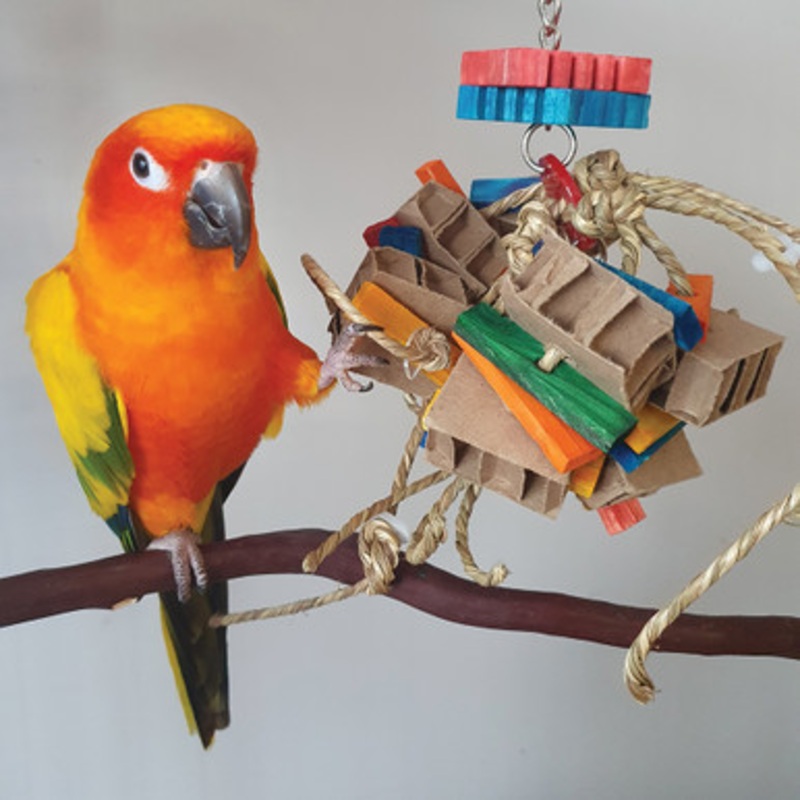 Cow Boy Parrot Toy