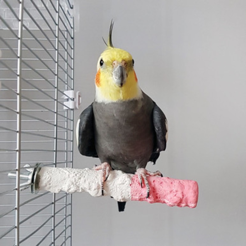Edible Calcium Parrot Perch – Small