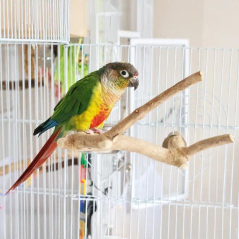 Extra Small Java Multibranch Natural Parrot Perch