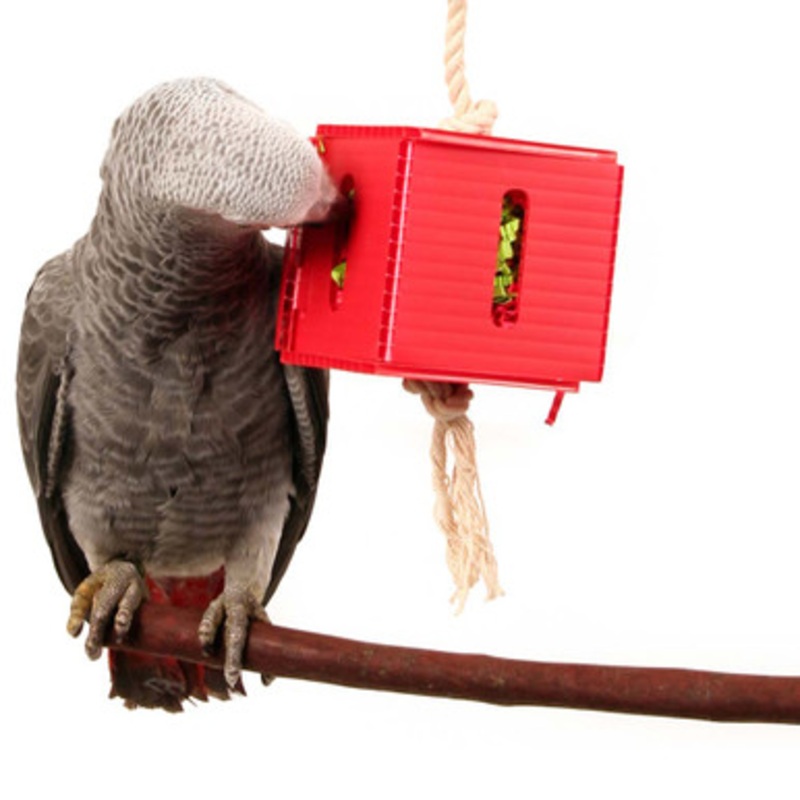 Foraging Cube Parrot Toy – Medium