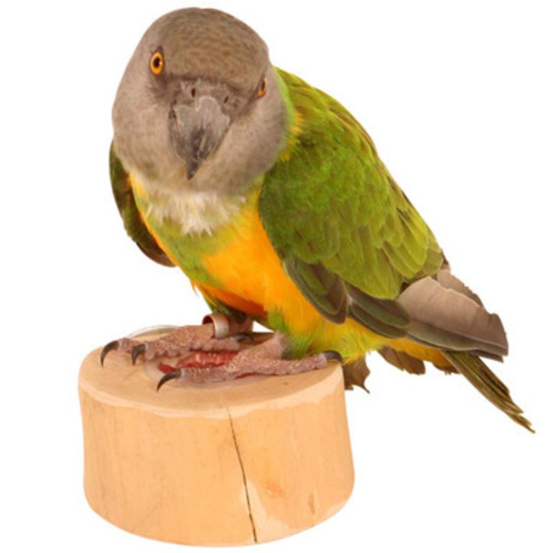 Jelly Cups Parrot Treat Holder