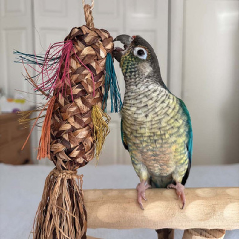 Natural Pinata Square Palm Leaf Parrot Toy Medium
