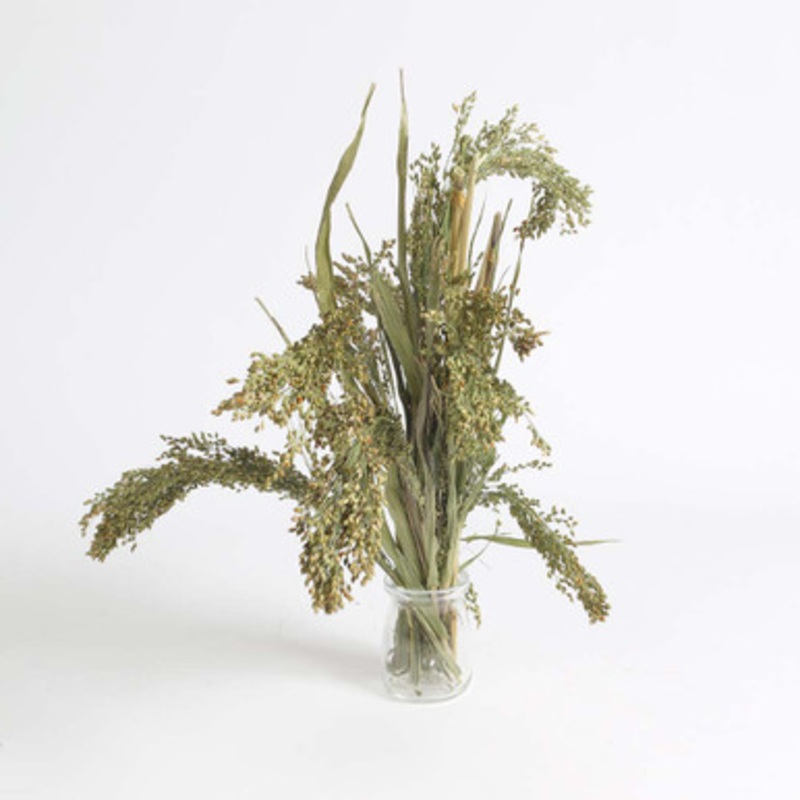 Panicum Grass Natural Pet Bird Treat 40g