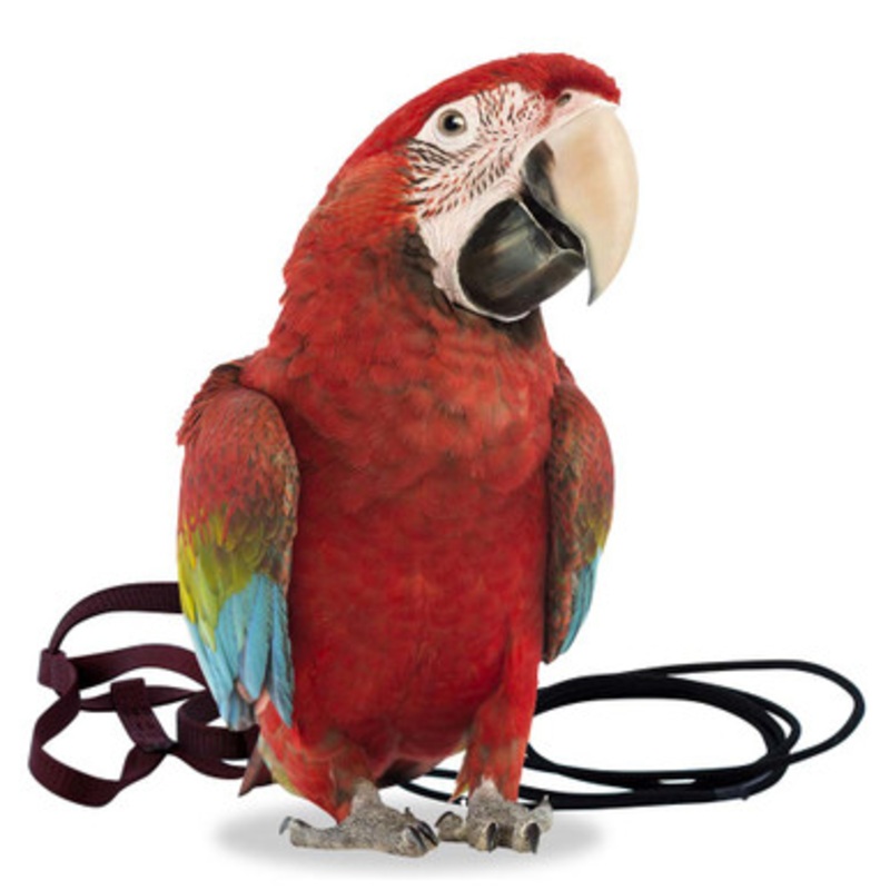 The Aviator Parrot Harness – XLarge