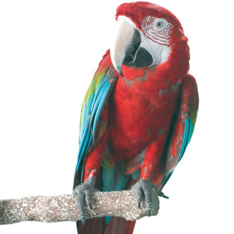Beach Branch Perch – Large – Edible Parrot Perch
