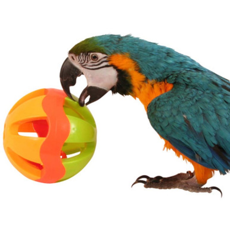 Jingle Ball Parrot Play Toy – Large