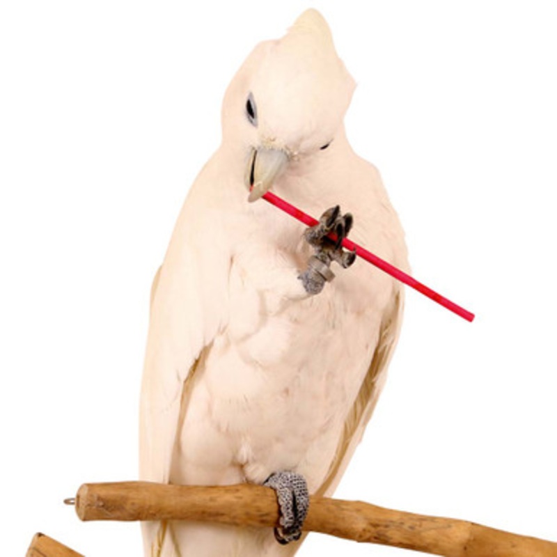 Paper Party Sticks – Parrot Foot Toys – Pack of 25