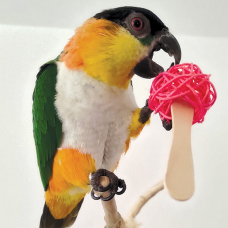 Popsicle Sticks Parrot Foot Toys – Pack of 6