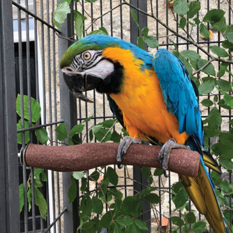 Sanded Nail Trimming Parrot Perch – Jumbo