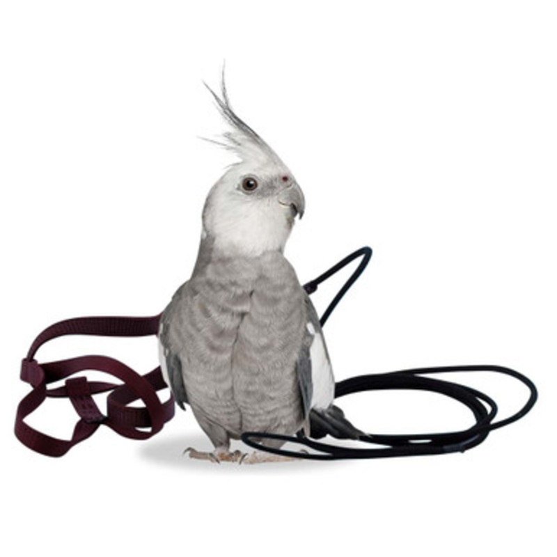 The Aviator Parrot Harness – Petite