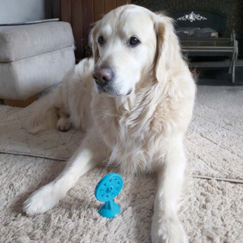Chase n Chomp Stick-It Suction Cup Pupsicle Dog Toy