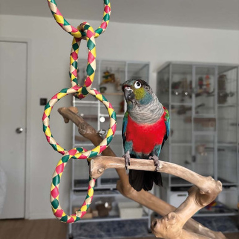 Four Ring Chain Woven Palm Leaf Parrot Toy Medium