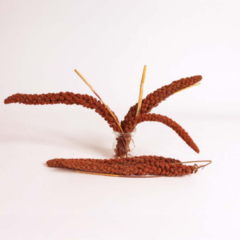 French Red Millet Sprays Parrot Treat 150g