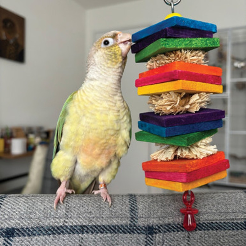 Haystack Wood Chew Rainbow Stack Parrot Toy