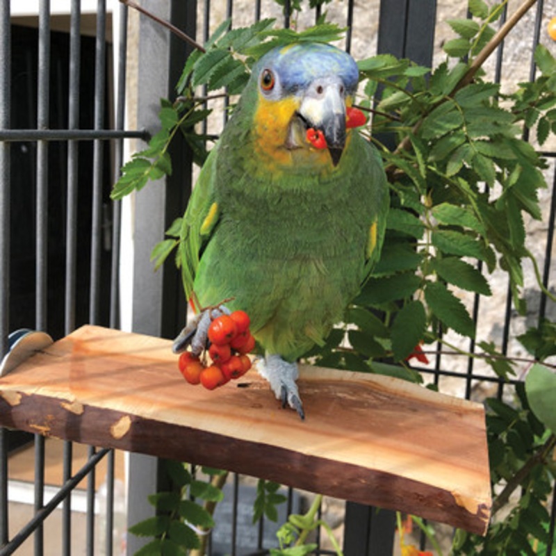 Manzanita Flat Parrot Perch – Large