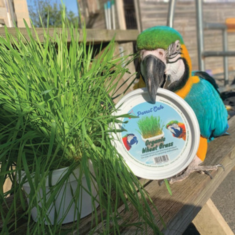 Parrot Cafe Organic Wheat Grass Parrot Treat – Grow Your Own