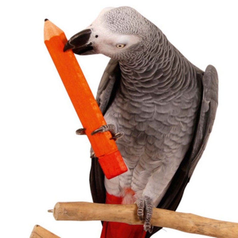 Parrot Pencil Foot Toy – Large