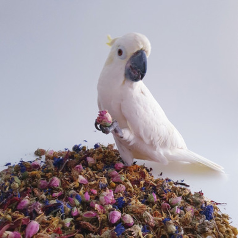 Polly’s 100g Natural Simply Floral Complementary Parrot Food