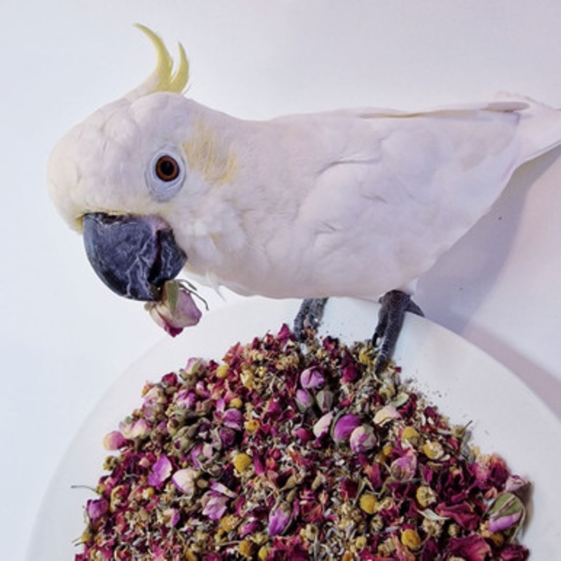 Polly’s 70g Natural Floral Calm Complementary Parrot Food