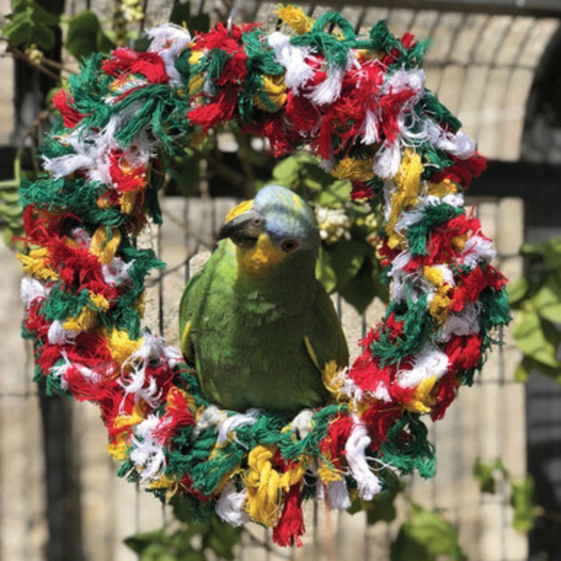 Rainbow Ring Parrot Preening Toy – Large