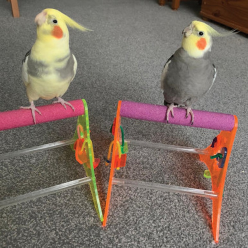 Sanded Nail Trimming Tabletop Parrot Stand – Medium