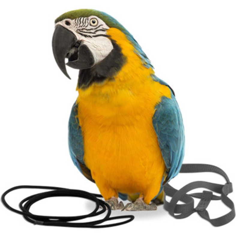 The Aviator Parrot Harness – Large