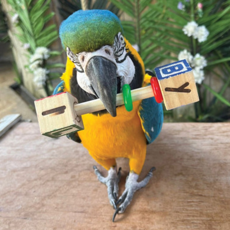 ABC Parrot Rattle Foot Toy – Large