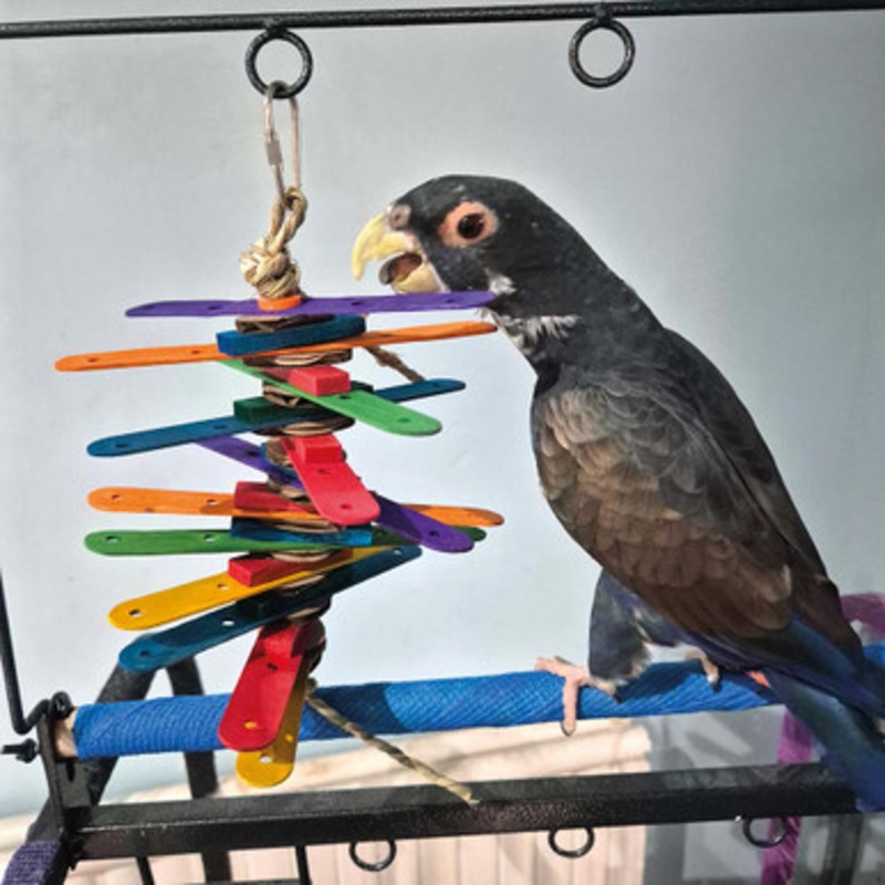 Coloured Bamboo Sticks Stacker Parrot Toy Small