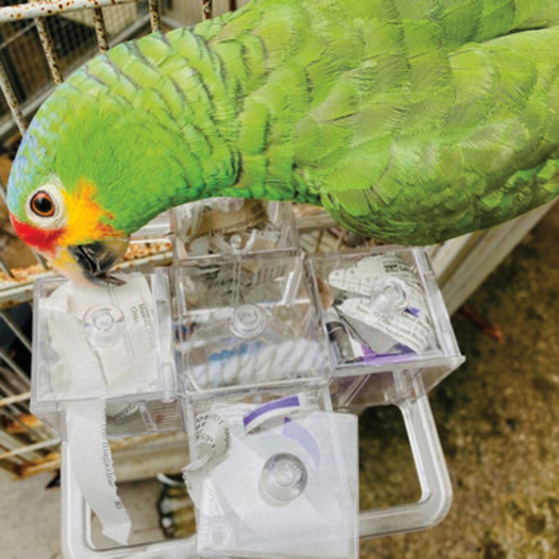 Creative Foraging Carousel – Mentally Stimulating Parrot Toy